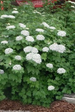 Maple Leaf Viburnum - 3 Gallon Pot -Wilson Bros Gardens viburnum acerifolium maple leaf 16 2
