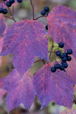 Maple Leaf Viburnum - 3 Gallon Pot -Wilson Bros Gardens viburnum acerifolium maple leaf 3 2