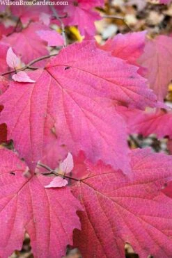 Maple Leaf Viburnum - 3 Pack Of 1.5 Quart Pots 19 Maple Leaf Viburnum - 3 Pack Of 1.5 Quart Pots -Wilson Bros Gardens viburnum acerifolium maple leaf 8 3
