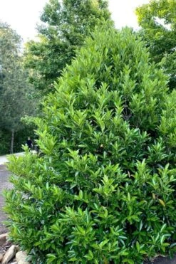 Mirror Leaf Sweet Viburnum - 1 Gallon Pot 10 Mirror Leaf Sweet Viburnum - 1 Gallon Pot -Wilson Bros Gardens viburnum awabuki chindo 3