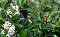 Mirror Leaf Sweet Viburnum - 1 Gallon Pot 11 Mirror Leaf Sweet Viburnum - 1 Gallon Pot -Wilson Bros Gardens viburnum awabuki chindo 4