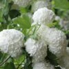 Eastern Snowball Viburnum Bush - 3 Gallon Pot 1 Eastern Snowball Viburnum Bush - 3 Gallon Pot -Wilson Bros Gardens viburnum opulus sterile eastern snowball 6