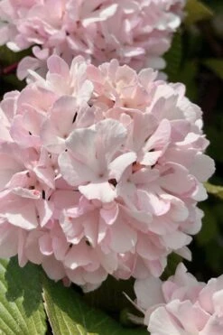 Wilson Bros Gardens 27 Kern's Pink Snowball Viburnum Bush - 3 Gallon Pot
