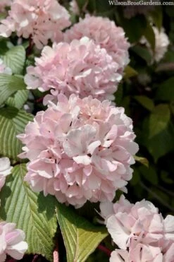 Kern's Pink Snowball Viburnum Bush - 2 Gallon Pot 12 Kern's Pink Snowball Viburnum Bush - 2 Gallon Pot -Wilson Bros Gardens viburnum plicatum kerns pink snowball 3