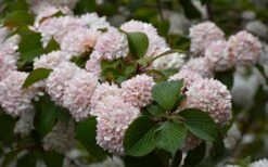 Kern's Pink Snowball Viburnum Bush - 2 Gallon Pot 13 Kern's Pink Snowball Viburnum Bush - 2 Gallon Pot -Wilson Bros Gardens viburnum plicatum kerns pink snowball 7