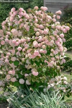 Kern's Pink Snowball Viburnum Bush - 2 Gallon Pot 11 Kern's Pink Snowball Viburnum Bush - 2 Gallon Pot -Wilson Bros Gardens viburnum plicatum kerns pink snowball 9