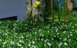 White Evergreen Periwinkle (Vinca Minor 'Alba') - 5 Pack Of Pint Pots -Wilson Bros Gardens vinca minor alba white evergreen periwinkle 6