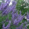 Shoal Creek Chaste Tree (Vitex) - 5 Gallon Pot 1 Shoal Creek Chaste Tree (Vitex) - 5 Gallon Pot -Wilson Bros Gardens vitex agnus castus shoal creek chaste tree 103