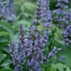 Blue Diddley Dwarf Chaste Tree - Vitex Agnus-castus - 3 Gallon Pot