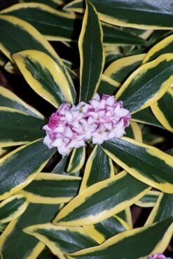 Marianni Variegated Pink Winter Daphne - 1 Gallon Pot 11 Marianni Variegated Pink Winter Daphne - 1 Gallon Pot -Wilson Bros Gardens winter daphne marianni 3