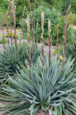 Silver Anniversary Yucca - 1 Gallon Pot 15 Silver Anniversary Yucca - 1 Gallon Pot -Wilson Bros Gardens yucca silver anniversary 1