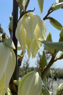 Silver Anniversary Yucca - 1 Gallon Pot 14 Silver Anniversary Yucca - 1 Gallon Pot -Wilson Bros Gardens yucca silver anniversary 2