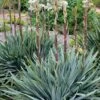 Silver Anniversary Yucca - 1 Gallon Pot 2 Silver Anniversary Yucca - 1 Gallon Pot -Wilson Bros Gardens yucca silver anniversary 4