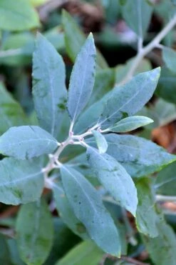 Woodlanders Blue Dusty Zenobia (Honeycup) - 3 Gallon Pot 15 Woodlanders Blue Dusty Zenobia (Honeycup) - 3 Gallon Pot -Wilson Bros Gardens zenobia woodlanders blue 21 1