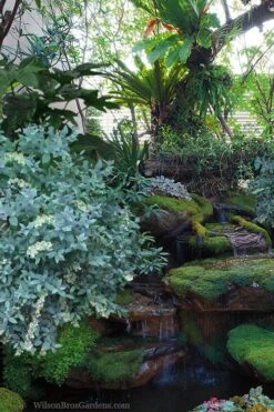 Woodlanders Blue Dusty Zenobia (Honeycup) - 3 Gallon Pot 13 Woodlanders Blue Dusty Zenobia (Honeycup) - 3 Gallon Pot -Wilson Bros Gardens zenobia woodlanders blue 25 1