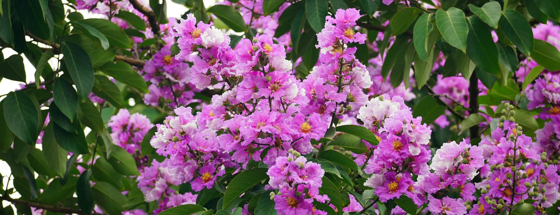 Wilson Bros Gardens 1 Wilson Bros Gardens -Wilson Bros Gardens pexels duy le duc 1257907900 24376070 1