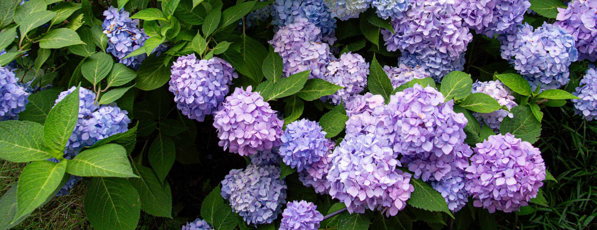 Wilson Bros Gardens 3 Wilson Bros Gardens -Wilson Bros Gardens pexels saksham vikram 2148641748 33019193